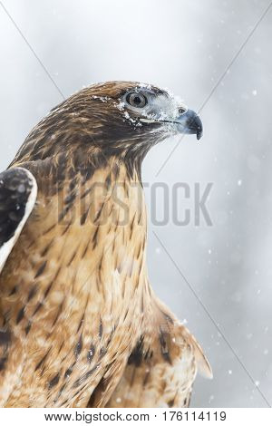 A Red Tailed Hawk sits in the middle of a snowstorm.