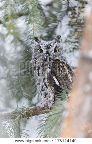 A Western Screech Owl sits on a tree branch in the middle of a snowstorm.