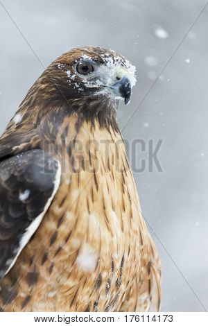 A Red Tailed Hawk sits in the middle of a snowstorm.