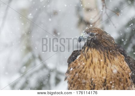 A Red Tailed Hawk sits in the middle of a snowstorm.