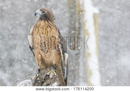 A Red Tailed Hawk sits in the middle of a snowstorm.