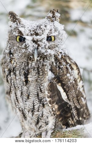 A Western Screech Owl sits on a tree branch in the middle of a snowstorm.
