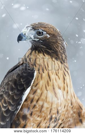 A Red Tailed Hawk sits in the middle of a snowstorm.
