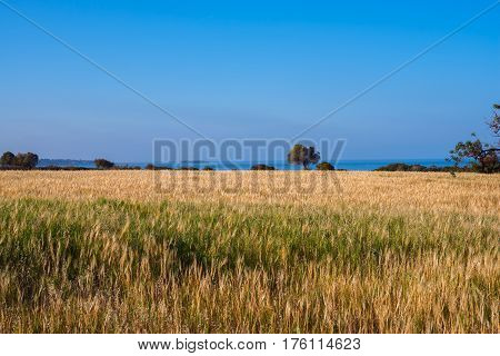 Magical Landscape - Golden Fields On The Coast Mediterranean Sea