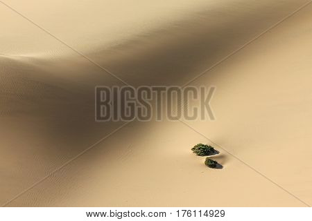 Plants in sand dune desert. Challenge to survive. Sand dune in african desert buries green bush.