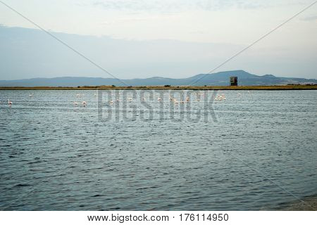 Part Of The Delta Of River Evros, Greece, With Many Pink Flamingos