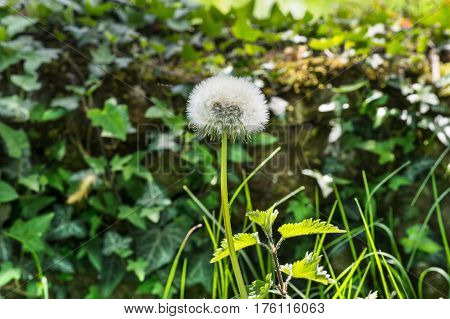 Closeup of dandelion with nettle and grass.
