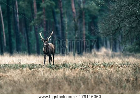 Red Deer Stag Standing In Field Near Forest. National Park Hoge Veluwe.