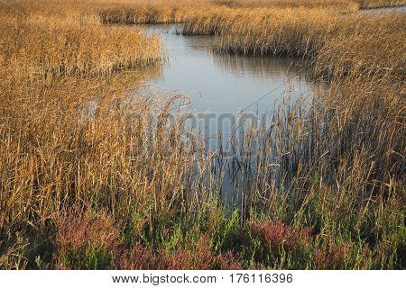 Part Of The Delta Of River Evros, Greece