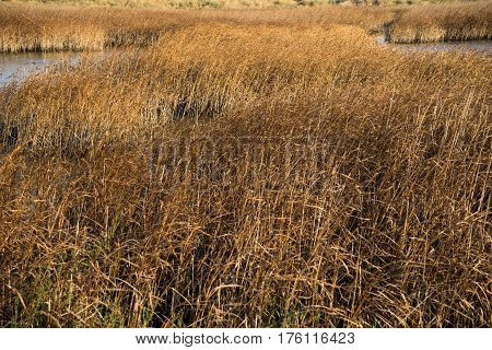 Part Of The Delta Of River Evros, Greece