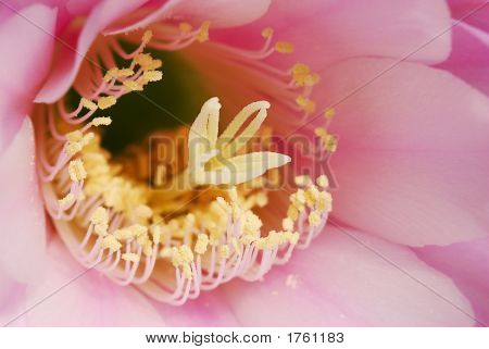 Echinopsis Center