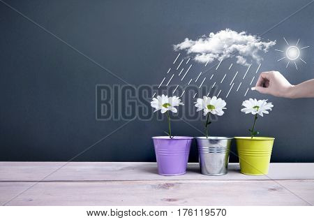 Spring daisies inside pots with clouds and rain being sketched on a chalkboard