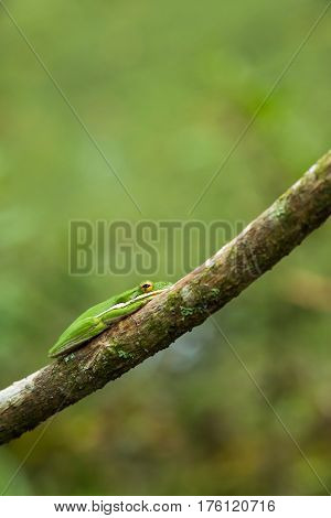 American green tree frog (Hyla cinerea). Wildlife scene.