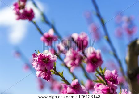 Blossoming peach tree in Aitona, a beautiful taown in CAtalonia, Spain. Flowers sprout with sweetness and show the way of the natural process that will end with the fruits in the tree. During the spring the landscape is transformed and the fields flowered