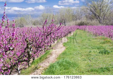 Blossoming peach tree in Aitona, a beautiful taown in CAtalonia, Spain. Flowers sprout with sweetness and show the way of the natural process that will end with the fruits in the tree. During the spring the landscape is transformed and the fields flowered