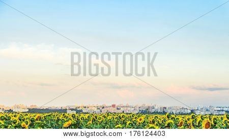 Cityscape with view of the south residential district of Belgorod city Russia. Skyline over a field of sunflowers under a spacious sky.