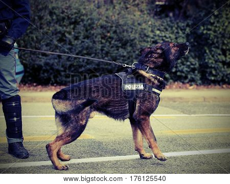 Italian Police Dog While Patrolling The City Streets Before The