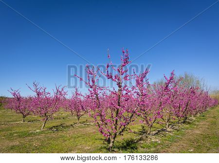 Blossoming peach tree in Aitona, a beautiful taown in CAtalonia, Spain. Flowers sprout with sweetness and show the way of the natural process that will end with the fruits in the tree. During the spring the landscape is transformed and the fields flowered