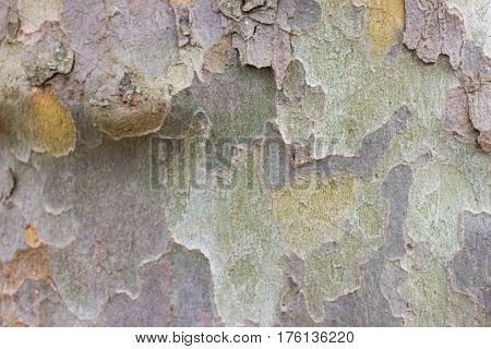 Color bark of sycamore tree. Background green military platanus wood detail