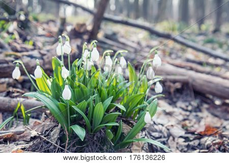 Snowdrop Folded With Water Drops
