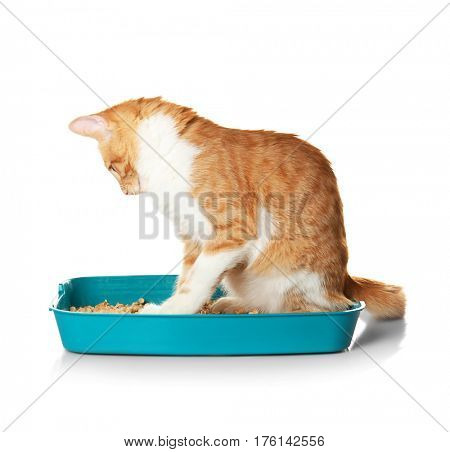 Foxy cat in plastic litter on white background