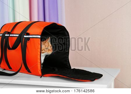 Foxy cat inside carrier box on table