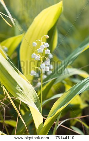 Flower lily of the valley growing in forest in spring closeup natural background