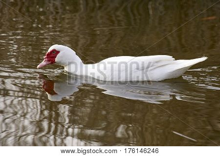 detail of a muscovy duck in massaciuccoli lake