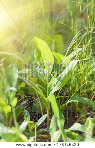 Flower lily of the valley growing in forest in spring closeup natural background