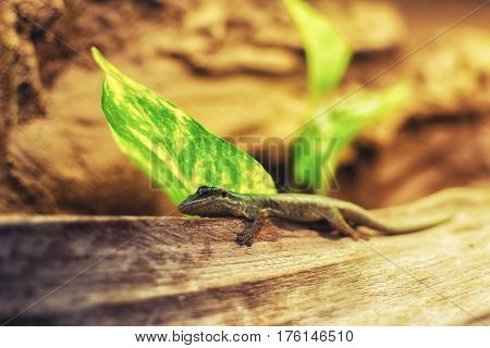 Close Up On Phelsuma Borbonica Mater (reunion Day Gecko)