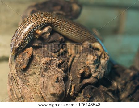 Close Up On Chalcides Ocellatus (eyed Skink)