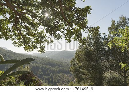 Branches of tree under the sun of the day