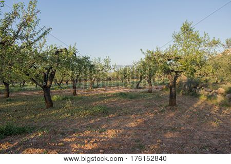 By the village of Vilafames in Castellon