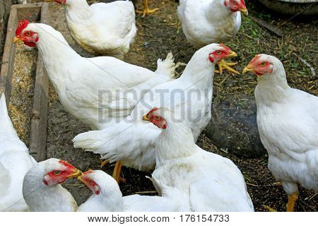 white hens in the poultry-yard in the village