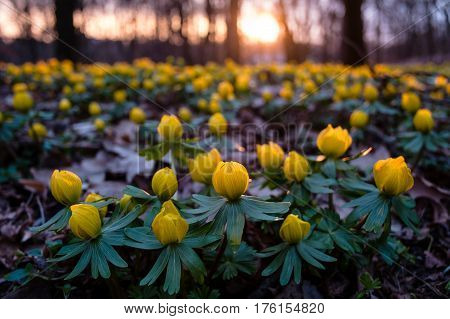 Springtime - group of yellow flowers closeup with shallow depth of field - Eranthis hyemalis - early signs of spring.