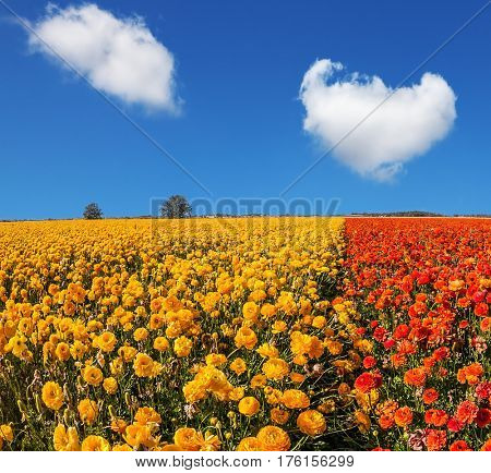 Concept of rural tourism and agrotourism. Luxury garden buttercups. The kibbutz in the south of Israel. Fluffy clouds over the floral splendor