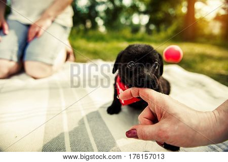 labrador puppy bites a human finge. A puppy dog nibbles on the hand of it's owner