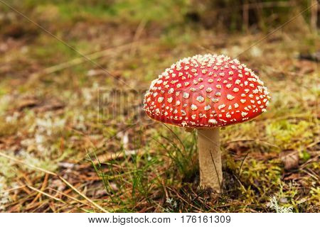 Bright red Fly agaric poisonous mushroom in a grass, closeup stock photo