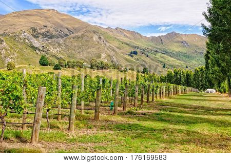 Vineyard between Wanaka and Mount Aspiring on the South Island of New Zealand