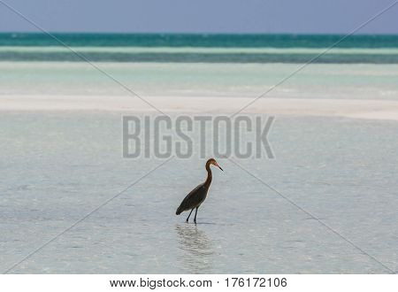 beautiful amazing landscape tropical view with lonely bird standing in  tranquil ocean at Cuban Cayo Coco island