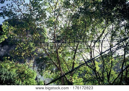 A long-tailed macaque (Macaca fascicularis) climbs on power lines in rural Malaysia.