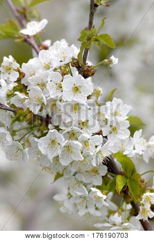 Close up shot of apple blosom