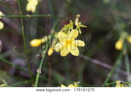 A flower of Winter jasmine (Jasminum nudiflorum)