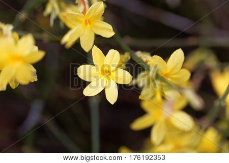 A flower of Winter jasmine (Jasminum nudiflorum)