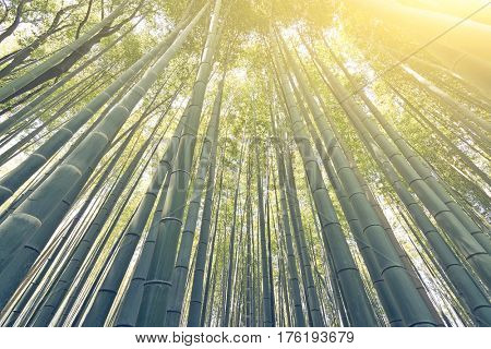 Bamboo forest with sky at Arashiyama, Kyoto, Japan.