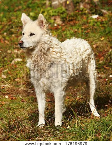 White Hungarian sheepdog Mudi outdoor