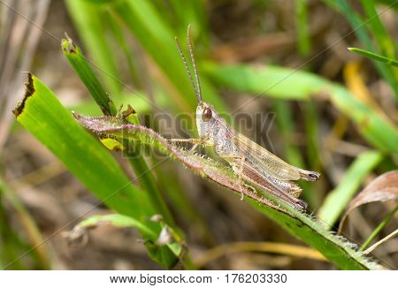 Little grasshopper sitting on a leaf .