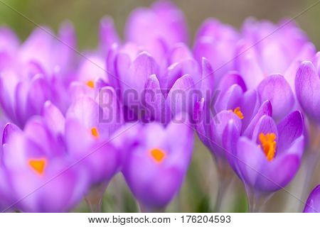 a lot of purple crocuses on green gras
