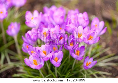 a lot of purple crocuses on green gras