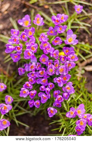 a lot of purple crocuses on green gras